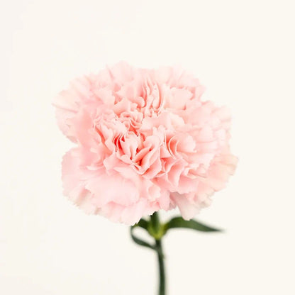 Pink Innocence Carnation Flowers Stem - Image