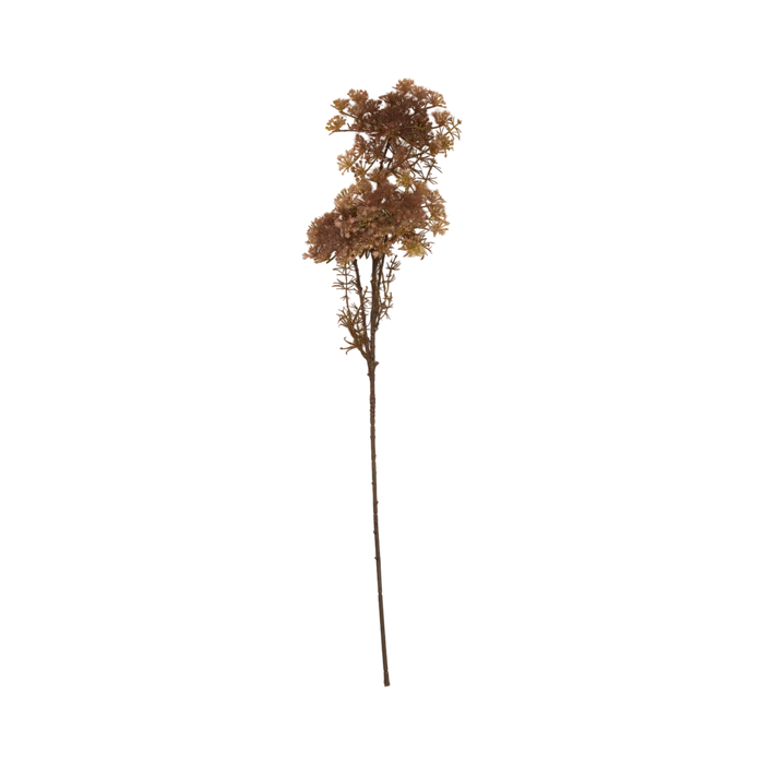 Queen Anne's Lace Stem