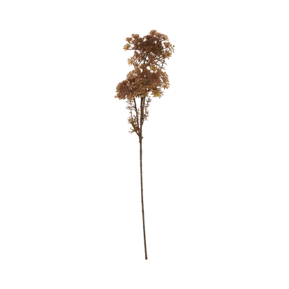Queen Anne's Lace Stem