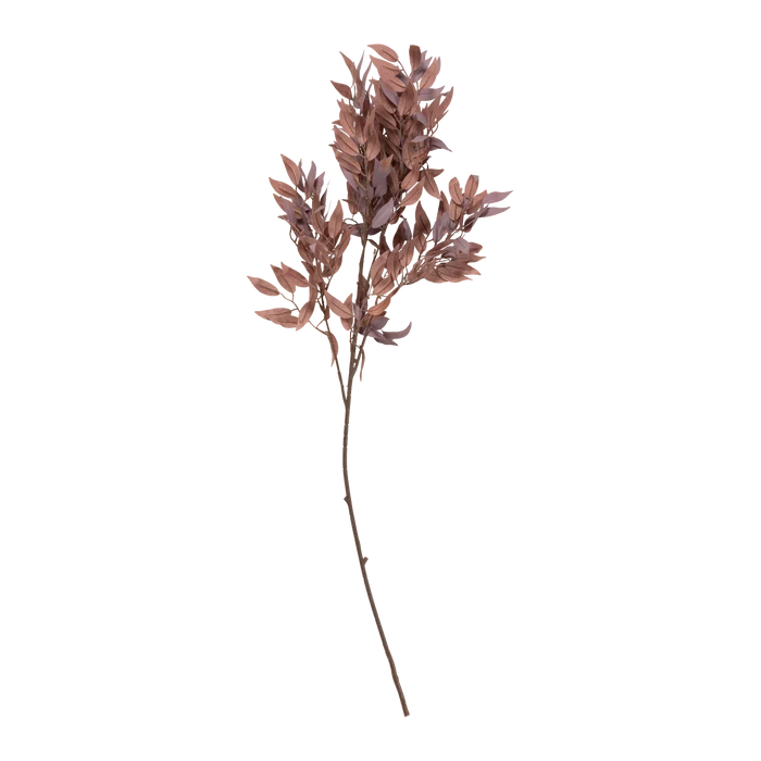 Salix Stem