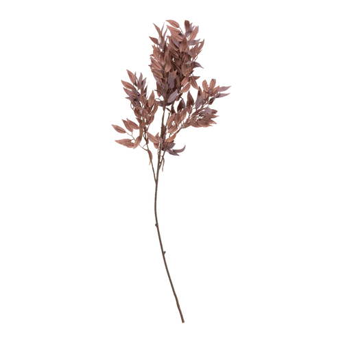 Salix Stem