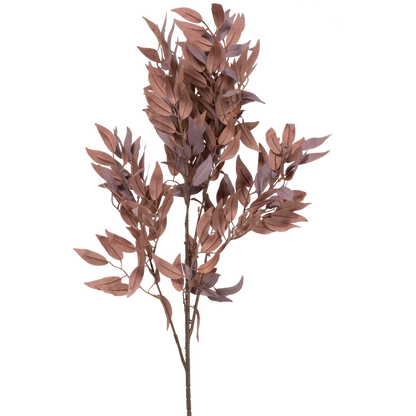 Salix Stem