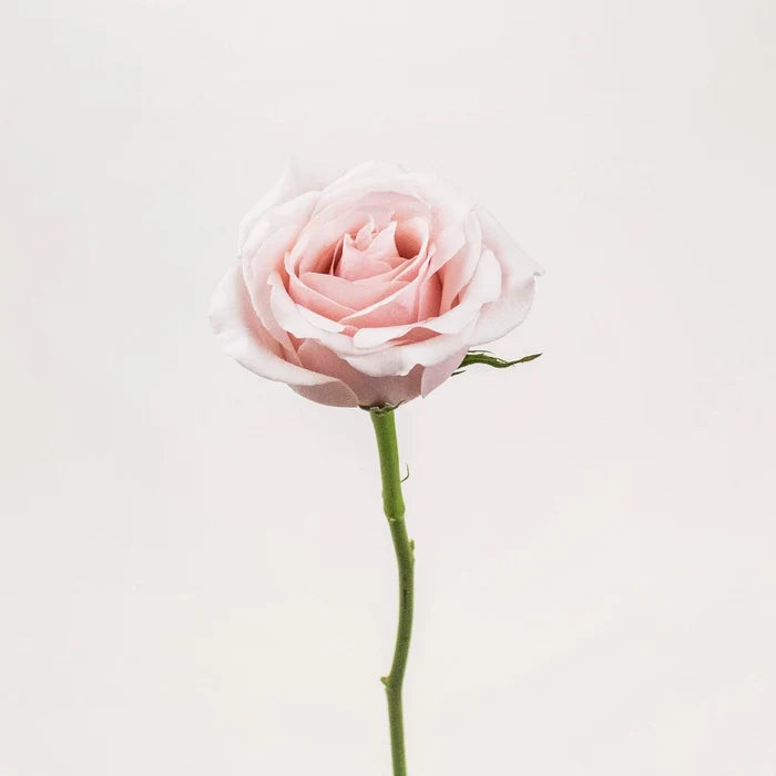 Suspiro Nude Rose Stem