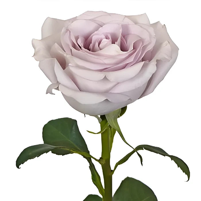 Slightly Silver Rose