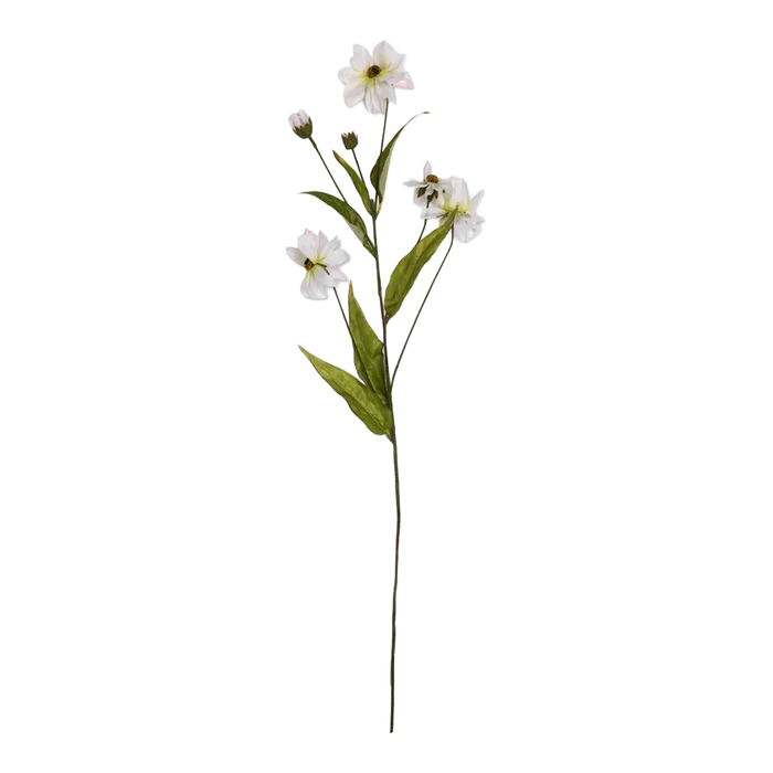 Wild Cosmos Stem
