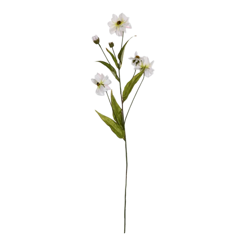 Wild Cosmos Stem