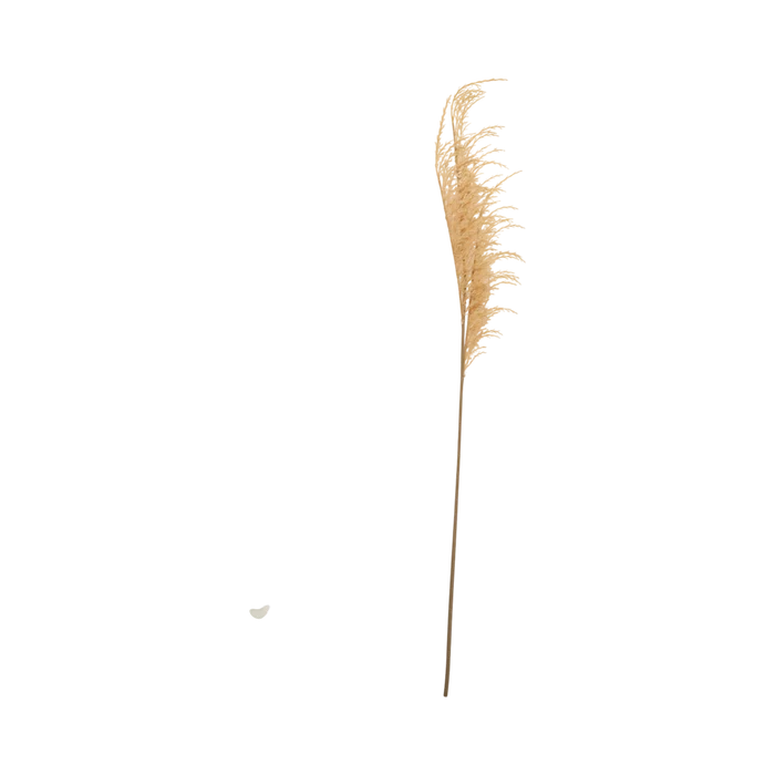 Wild Oat Grass