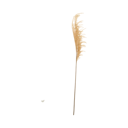 Wild Oat Grass