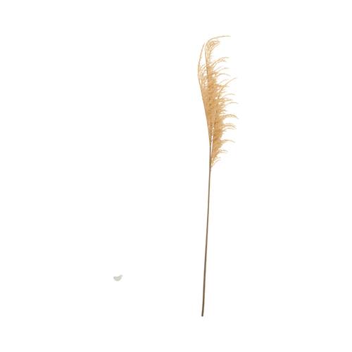 Wild Oat Grass