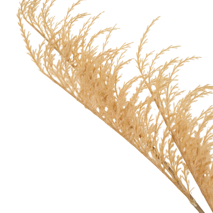 Wild Oat Grass