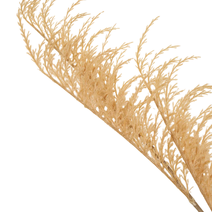 Wild Oat Grass